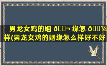 男龙女鸡的姻 🐬 缘怎 🌼 么样(男龙女鸡的姻缘怎么样好不好)
